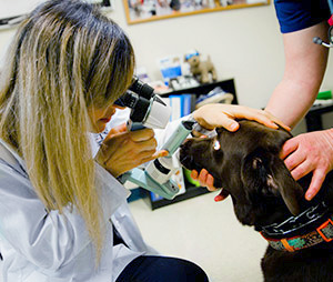 Ophthalmology Services at Tufts Veterinary Emergency Treatment & Specialties