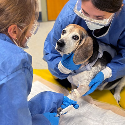 Oncology Services at Tufts Veterinary Emergency Treatment & Specialties