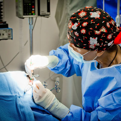 Surgical Services at Tufts Veterinary Emergency Treatment & Specialties