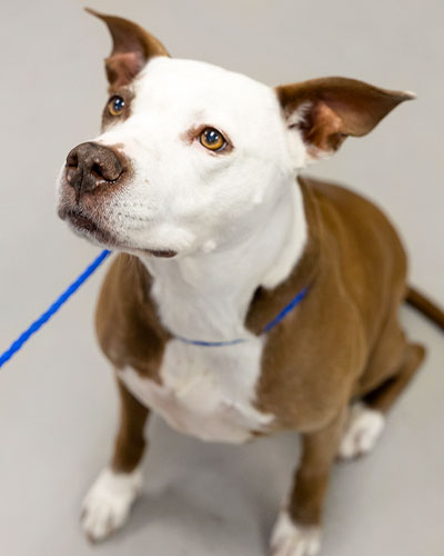 new england emergency specialty vet