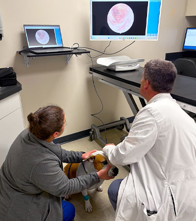 Dermatology and Otology Services at Tufts Veterinary Emergency Treatment & Specialties