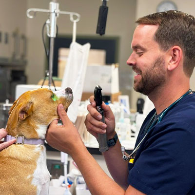 Urgent Care Services at Tufts Veterinary Emergency Treatment & Specialties