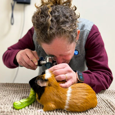 Exotic Animal Care at Tufts Veterinary Emergency Treatment & Specialties